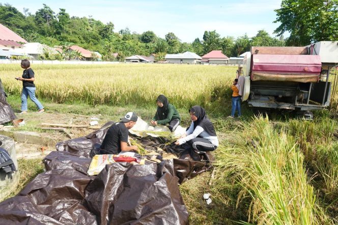 
					Dinas Pertanian Kepulauan Sula Panen Padi di Desa Fogi